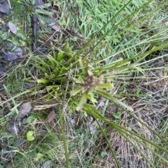 Cyperus eragrostis at Aranda, ACT - 12 Aug 2022