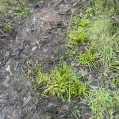 Cyperus eragrostis at Aranda, ACT - 12 Aug 2022