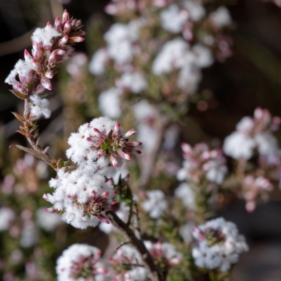 Leucopogon attenuatus (Small-leaved Beard Heath) at Aranda, ACT - 12 Aug 2022 by RobertD