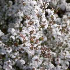 Leucopogon attenuatus at Aranda, ACT - 12 Aug 2022