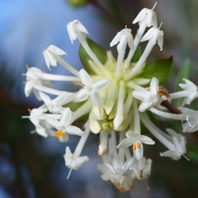 Pimelea linifolia (Slender Rice Flower) at Bruce, ACT - 12 Aug 2022 by RobertD