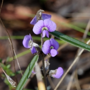 Hovea heterophylla at Bruce, ACT - 12 Aug 2022