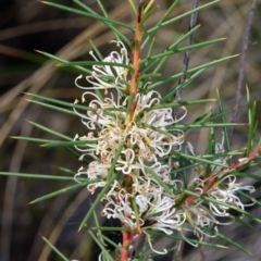 Hakea decurrens (Bushy Needlewood) at Bruce, ACT - 12 Aug 2022 by RobertD