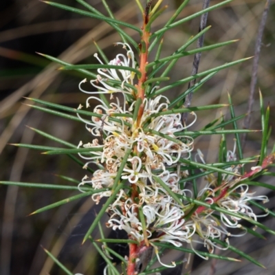 Hakea decurrens (Bushy Needlewood) at Bruce, ACT - 12 Aug 2022 by RobertD