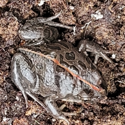 Limnodynastes tasmaniensis (Spotted Grass Frog) at Bruce Ridge to Gossan Hill - 12 Aug 2022 by trevorpreston