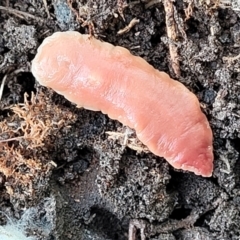 Australoplana alba (A flatworm) at Bruce, ACT - 12 Aug 2022 by trevorpreston