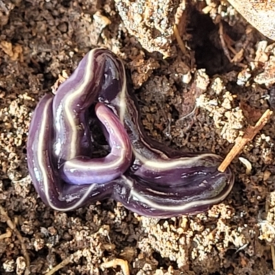 Caenoplana coerulea (Blue Planarian, Blue Garden Flatworm) at Bruce, ACT - 12 Aug 2022 by trevorpreston