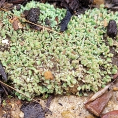 Cladonia sp. (genus) (Cup Lichen) at Bruce Ridge to Gossan Hill - 12 Aug 2022 by trevorpreston