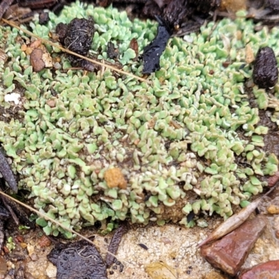 Cladonia sp. (genus) (Cup Lichen) at Flea Bog Flat, Bruce - 12 Aug 2022 by trevorpreston