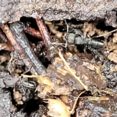 Rhytidoponera sp. (genus) (Rhytidoponera ant) at Flea Bog Flat, Bruce - 12 Aug 2022 by trevorpreston