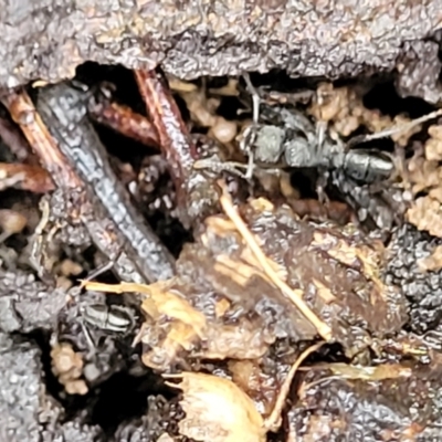 Rhytidoponera sp. (genus) (Rhytidoponera ant) at Flea Bog Flat, Bruce - 12 Aug 2022 by trevorpreston