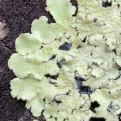 Parmeliaceae (family) (A lichen family) at Flea Bog Flat, Bruce - 12 Aug 2022 by trevorpreston