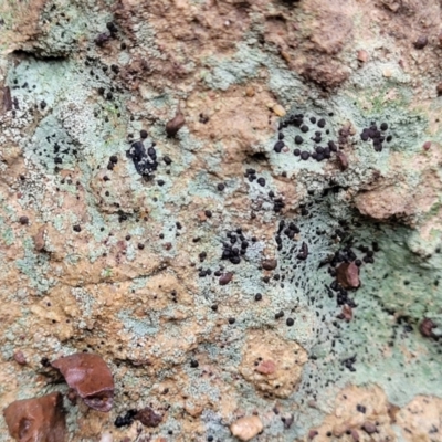 Lichen - crustose at Flea Bog Flat, Bruce - 12 Aug 2022 by trevorpreston