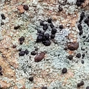 Lichen - crustose at Aranda, ACT - 12 Aug 2022