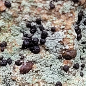 Lichen - crustose at Aranda, ACT - 12 Aug 2022