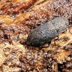 Isopteron sp. (genus) (A darkling beetle) at Flea Bog Flat, Bruce - 12 Aug 2022 by trevorpreston