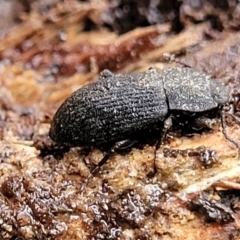 Isopteron sp. (genus) at Aranda, ACT - 12 Aug 2022 02:40 PM