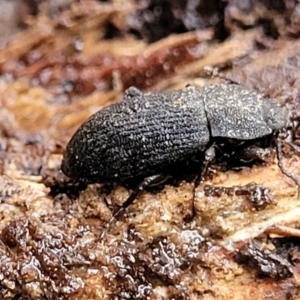 Isopteron sp. (genus) at Aranda, ACT - 12 Aug 2022