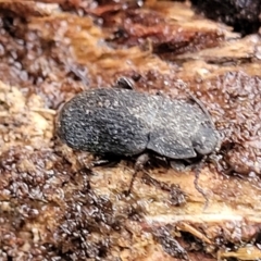 Isopteron sp. (genus) at Aranda, ACT - 12 Aug 2022 02:40 PM