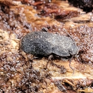 Isopteron sp. (genus) at Aranda, ACT - 12 Aug 2022