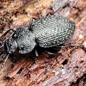 Adelium porcatum at Aranda, ACT - 12 Aug 2022 02:39 PM