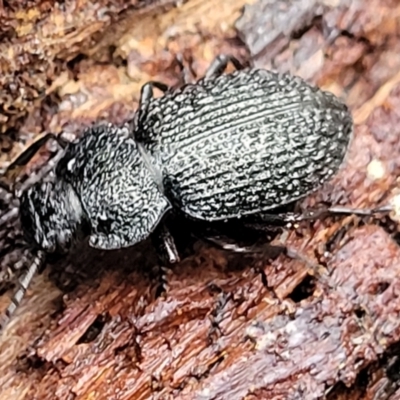Adelium porcatum (Darkling Beetle) at Flea Bog Flat, Bruce - 12 Aug 2022 by trevorpreston
