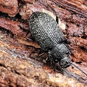 Adelium porcatum at Aranda, ACT - 12 Aug 2022 02:39 PM