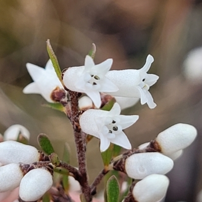 Cryptandra amara (Bitter Cryptandra) at Bruce, ACT - 12 Aug 2022 by trevorpreston