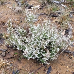 Cryptandra amara at Bruce, ACT - 12 Aug 2022