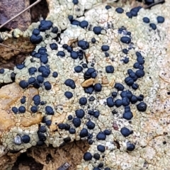 Lichen - crustose at Bruce Ridge to Gossan Hill - 12 Aug 2022 by trevorpreston