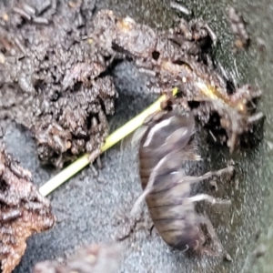 Amphipod (order Amphipoda, family Talitridae) at Bruce, ACT - 12 Aug 2022