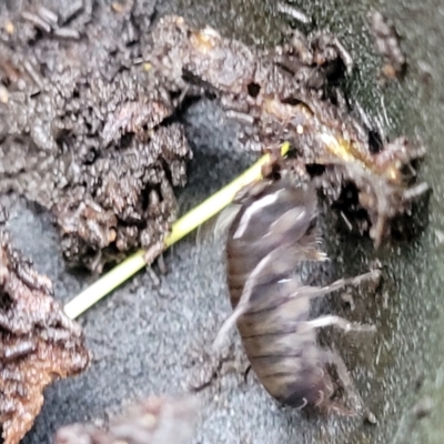 Amphipod (order Amphipoda, family Talitridae) (Lawn shrimp, landhopper) at Bruce Ridge to Gossan Hill - 12 Aug 2022 by trevorpreston