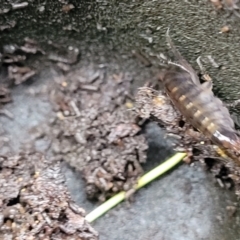 Amphipod (order Amphipoda, family Talitridae) at Bruce, ACT - 12 Aug 2022