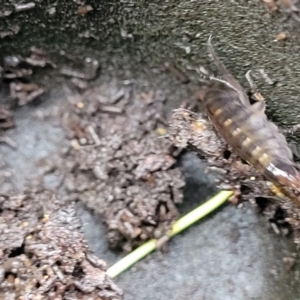 Amphipod (order Amphipoda, family Talitridae) at Bruce, ACT - 12 Aug 2022