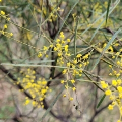 Acacia boormanii at Bruce, ACT - 12 Aug 2022 02:29 PM