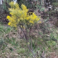 Acacia boormanii at Bruce, ACT - 12 Aug 2022 02:29 PM