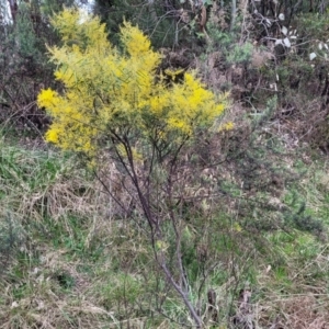 Acacia boormanii at Bruce, ACT - 12 Aug 2022 02:29 PM