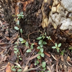 Lonicera japonica at Bruce, ACT - 12 Aug 2022