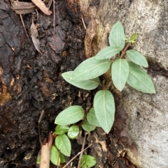 Lonicera japonica at Bruce, ACT - 12 Aug 2022