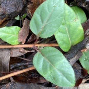 Lonicera japonica at Bruce, ACT - 12 Aug 2022