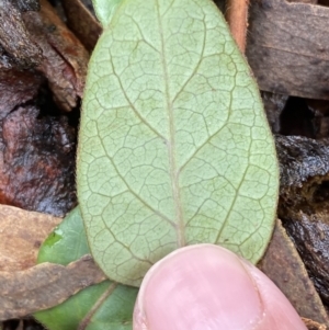 Lonicera japonica at Bruce, ACT - 12 Aug 2022