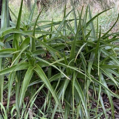 Aloe sp. at Bruce Ridge to Gossan Hill - 12 Aug 2022 by Steve_Bok