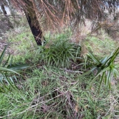 Aloe sp. at Bruce, ACT - 12 Aug 2022