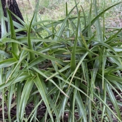 Aloe sp. at Bruce, ACT - 12 Aug 2022