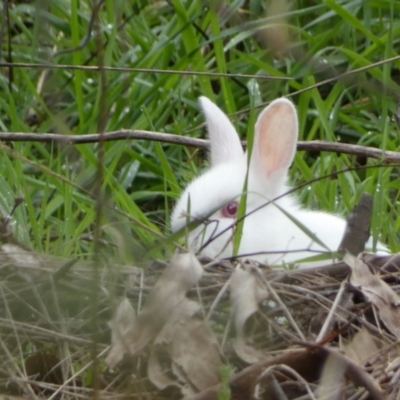 Oryctolagus cuniculus (European Rabbit) at Bruce, ACT - 12 Aug 2022 by Steve_Bok