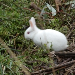 Oryctolagus cuniculus at Bruce, ACT - 12 Aug 2022