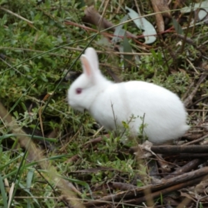 Oryctolagus cuniculus at Bruce, ACT - 12 Aug 2022