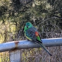 Psephotus haematonotus (Red-rumped Parrot) at Forde, ACT - 15 Jul 2022 by emilyallen