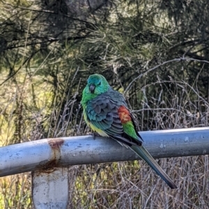 Psephotus haematonotus at Forde, ACT - 15 Jul 2022