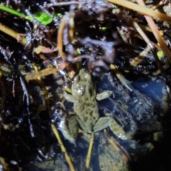 Crinia sp. (genus) at Bungendore, NSW - 12 Aug 2022